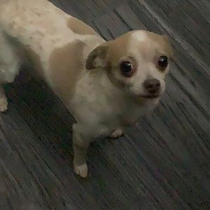 Meet your Posher, Fauna